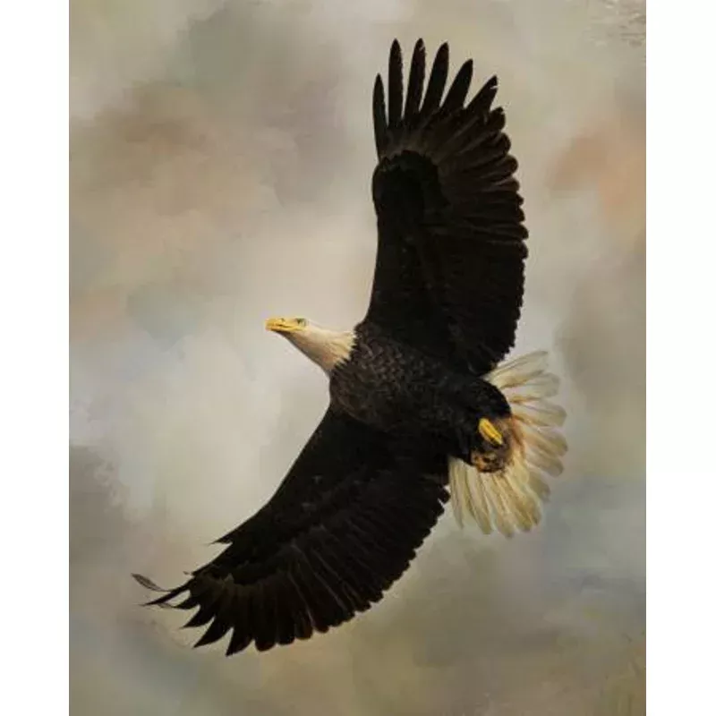 After the Intruder Panel by David Textiles-Eagle Flying