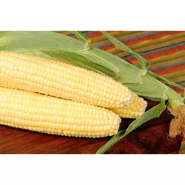 Bodacious Yellow Sweet Corn 9921302