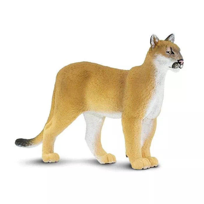 Florida Panther 100105