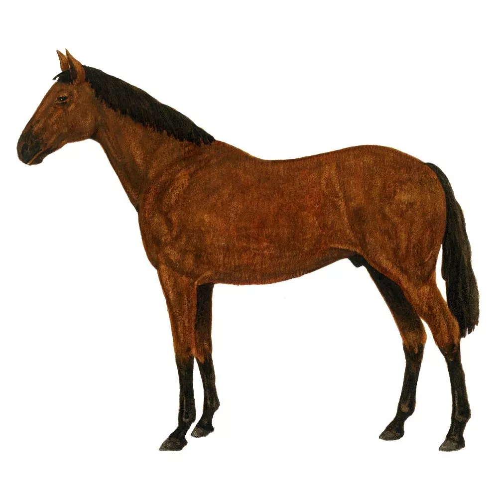Light Chestnut Illustration Fabric Panel