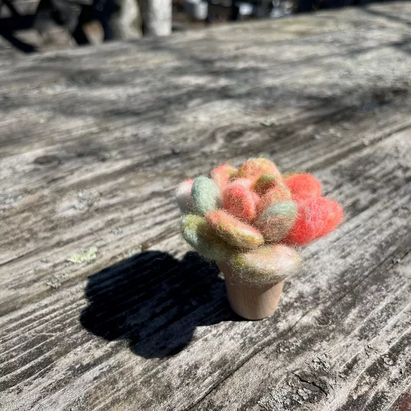 Needle Felted Succulent