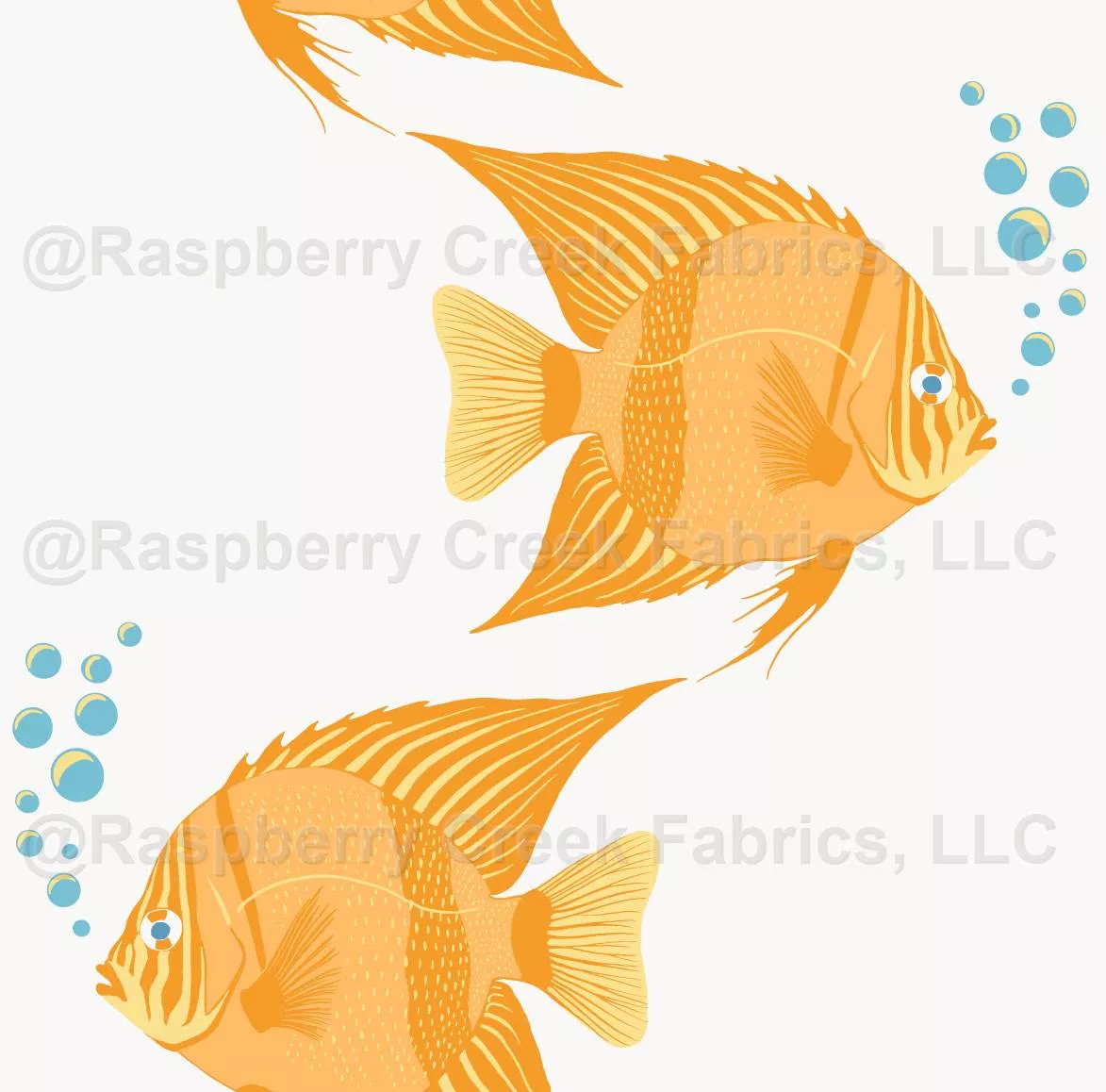 Orange Angelfish on White