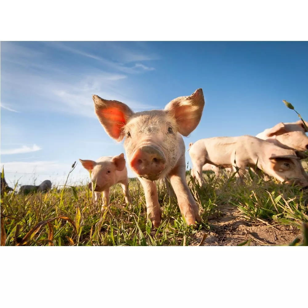 Realistic Piglets Fabric Panel