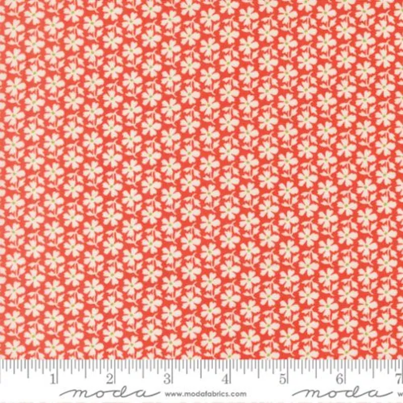 Summers End Persimmon Daisies by Fig Tree & Co